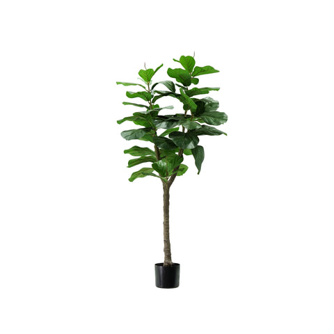Pianta Ficus Lyrata In Polietilene Con 60 Foglie E Vaso Con Muschio 130cm