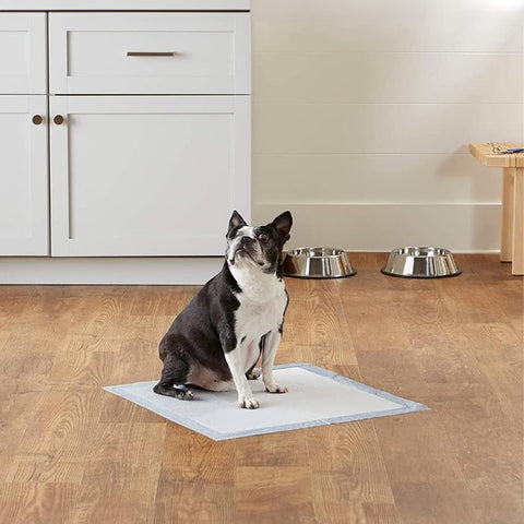 Tappetino igienico cani in uso domestico - Boston Terrier su training pad 50x40cm in cucina moderna